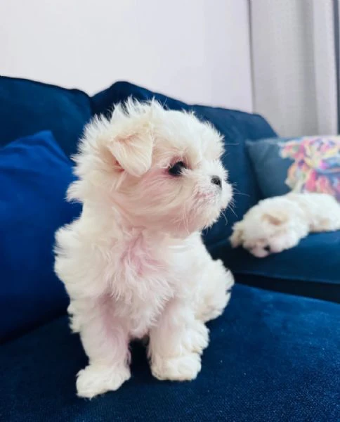 adorabili cuccioli di maltese, maschi e femmine, pronti per essere adottati. | Foto 0