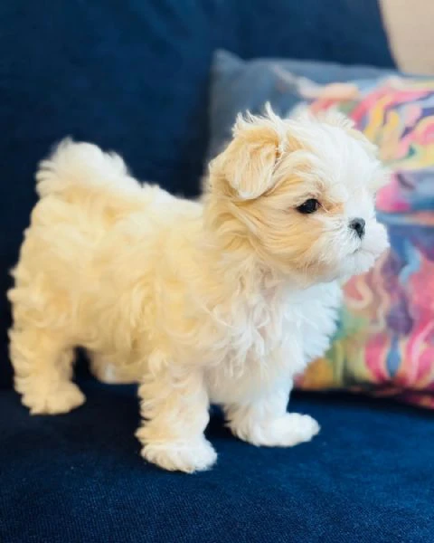 adorabili cuccioli di maltese, maschi e femmine, pronti per essere adottati.