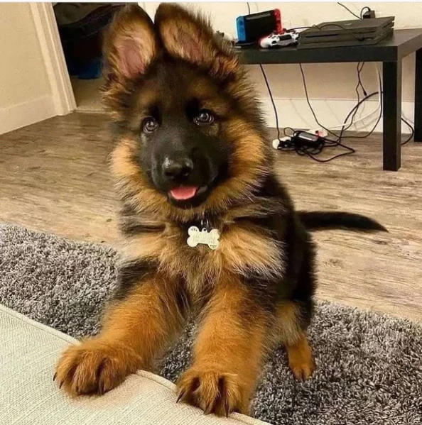 cuccioli di pastore tedesco di qualità