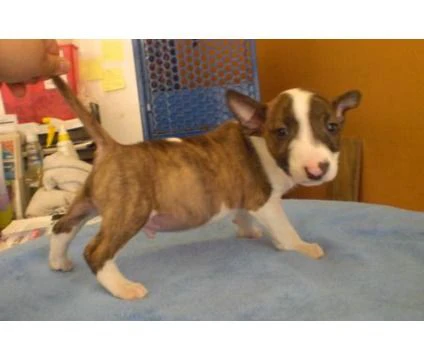 bull terrier in adozione