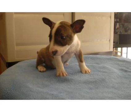 bull terrier in adozione | Foto 0