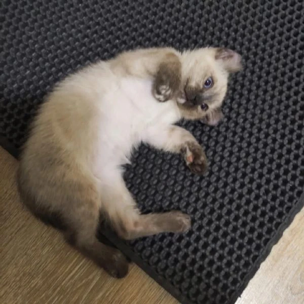 regalo – gattini american curl in adozione  | Foto 0