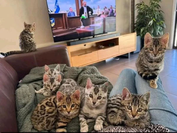 regalo – splendidi gattini bengal in adozione ❤️
