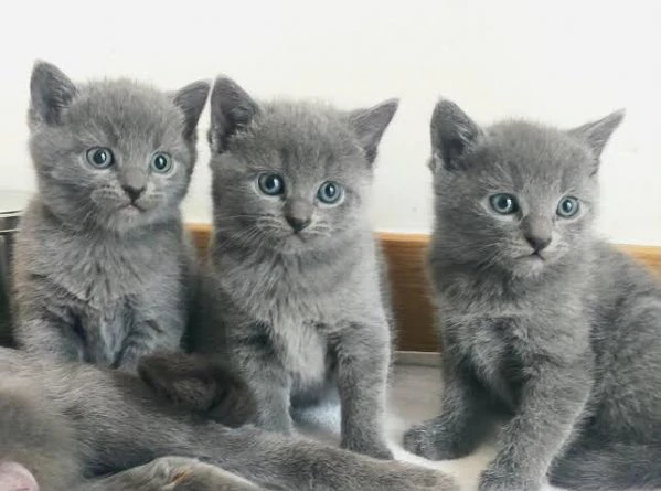 regalo – dolcissimi gattini certosini 