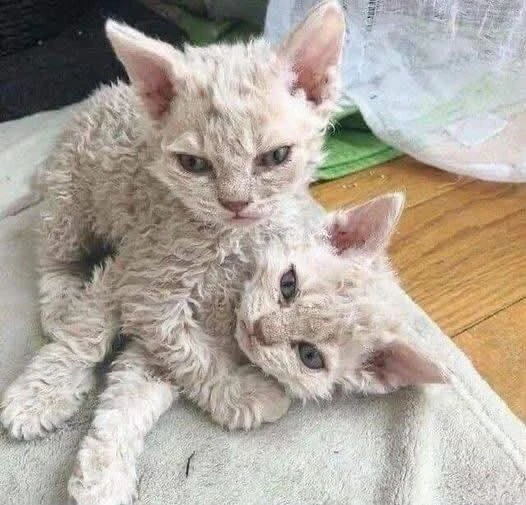regalo – dolcissimi gattini devon rex ✨