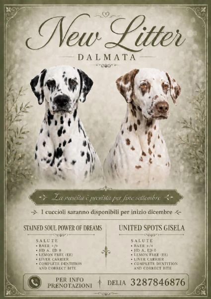 prenotazione cuccioli dalmata – pedigree enci