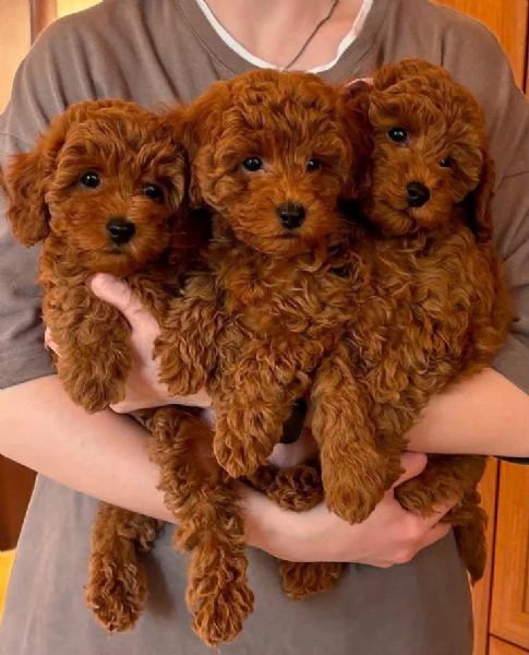 regalo – dolcissimi cuccioli di barboncino 