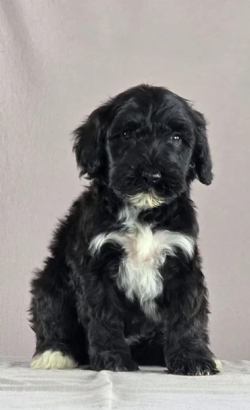 cane d’acqua portoghese – bellissimi cuccioli | Foto 6