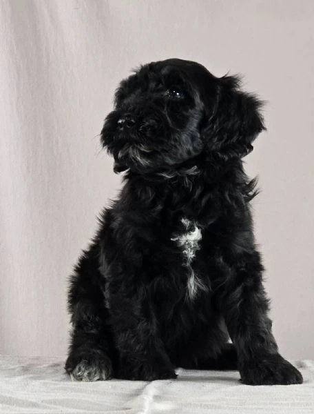 cane d’acqua portoghese – bellissimi cuccioli | Foto 5