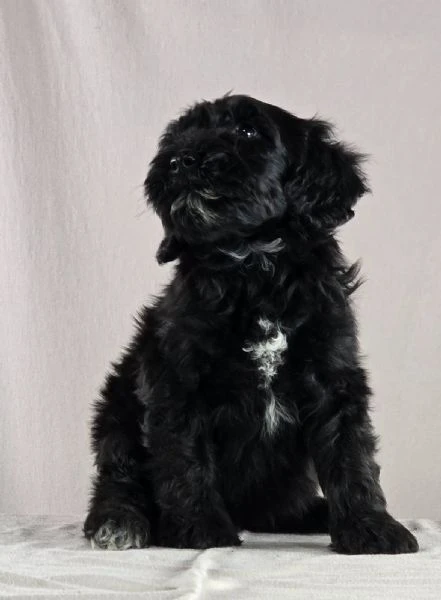 cane d’acqua portoghese – bellissimi cuccioli | Foto 4
