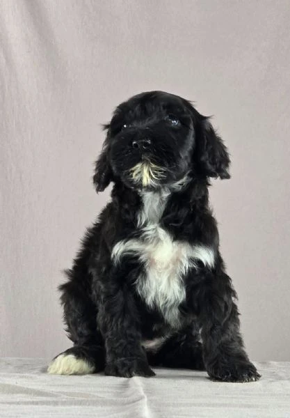 cane d’acqua portoghese – bellissimi cuccioli | Foto 3