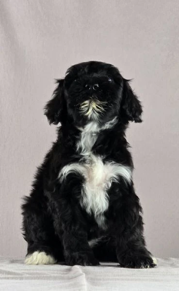 cane d’acqua portoghese – bellissimi cuccioli | Foto 2
