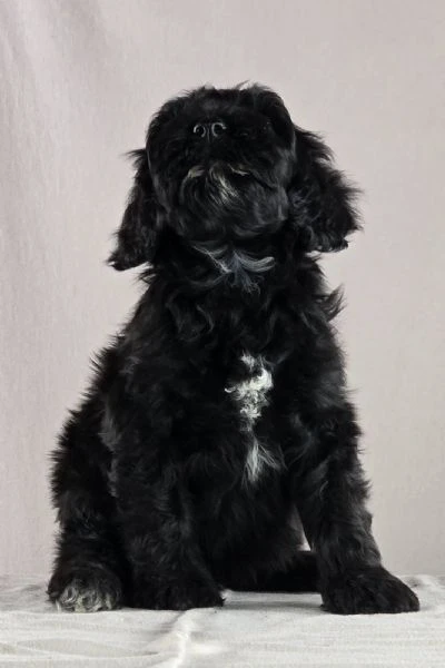 cane d’acqua portoghese – bellissimi cuccioli | Foto 1