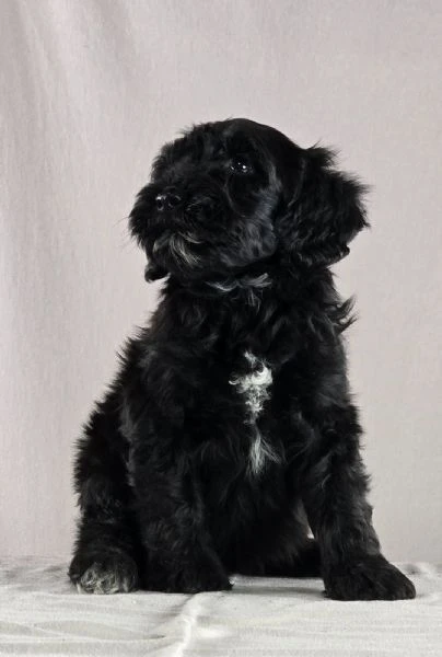 cane d’acqua portoghese – bellissimi cuccioli | Foto 0