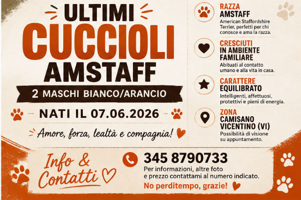 2 cuccioli amstaff - arancio/bianco - nati il 07.06.2026 | Foto 0