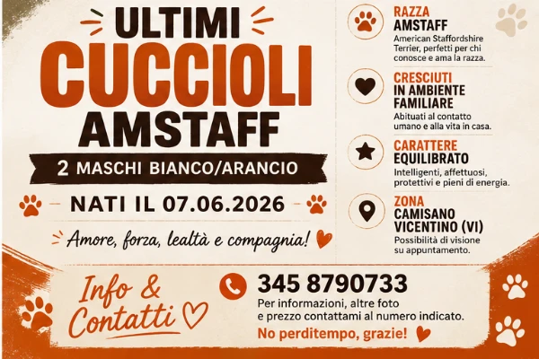 2 cuccioli amstaff - arancio/bianco - nati il 07.06.2026 | Foto 0