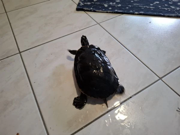 regalo coppia di tartarughe d'acqua dolce di razza orecchie gialle | Foto 1