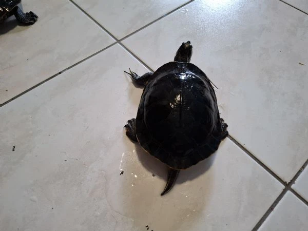 regalo coppia di tartarughe d'acqua dolce di razza orecchie gialle | Foto 0
