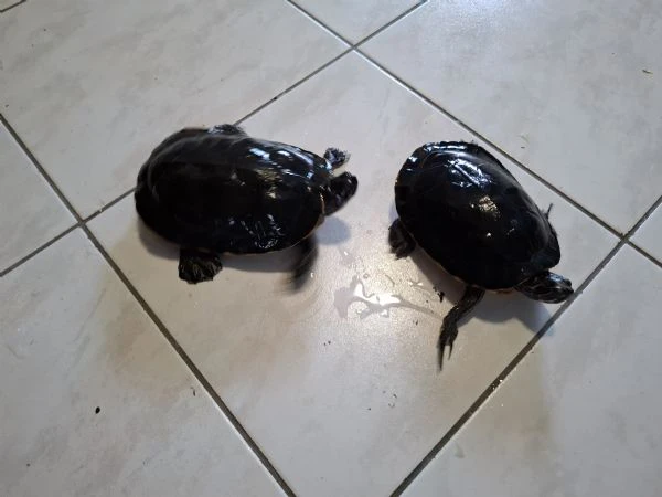 regalo coppia di tartarughe d'acqua dolce di razza orecchie gialle