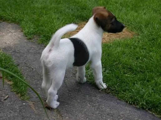  regalo fox terrier cuccioli in adozione