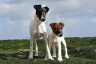regalo  casciola fox terrier cercano casa