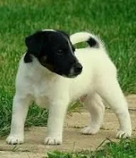 regalo  fox terrier cuccioli da adottare