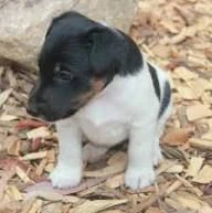 regalo  dolci cuccioli fox terrier in cerca di famiglia