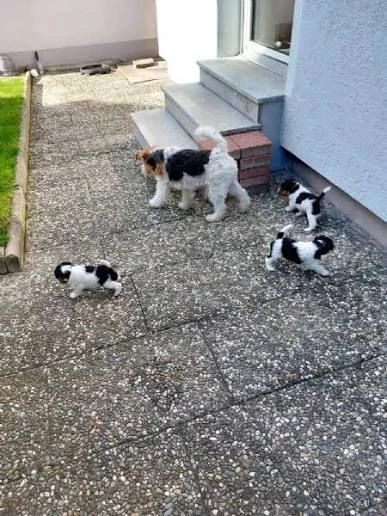  regalo cuccioli fox terrier amorevoli