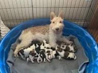 regalo  fox terrier piccoli e adorabili da adottare