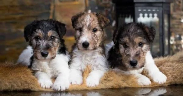 regalo  fox terrier piccoli e adorabili da adottare | Foto 0