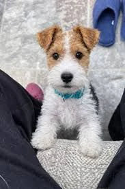 regalo  cuccioli fox terrier cercano una casa per sempre