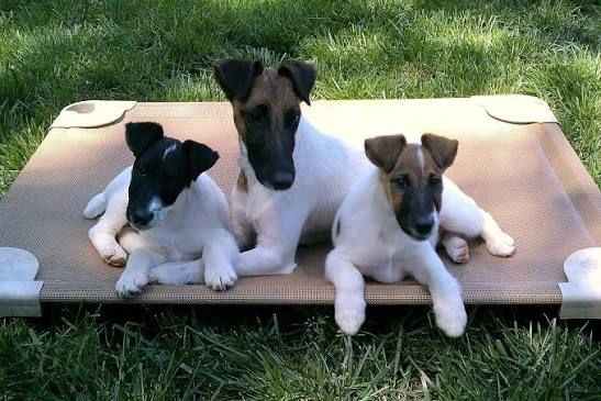 regalo  adozione fox terrier cuccioli
