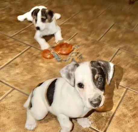 regalo  fox terrier cuccioli cercano famiglia amorevole