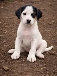 regalo  piccoli fox terrier in cerca di una casa