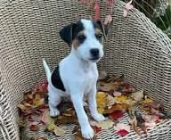 regalo  cuccioli fox terrier pronti per una nuova famiglia