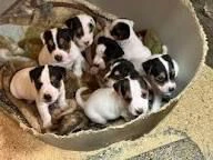  regalo fox terrier piccoli cuccioli