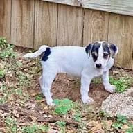 regalo fox terrier cuccioli dolcissimi da adottare