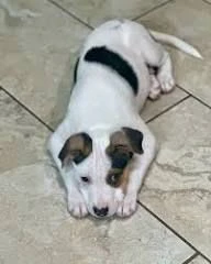 regalo  cuccioli fox terrier in cerca di amore