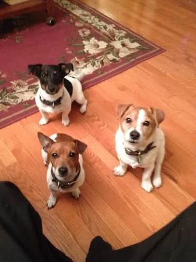 regalo  adotta un cucciolo fox terrier