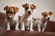 regalo  fox terrier cuccioli cercano persone speciali