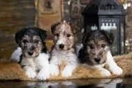 regalo  fox terrier cuccioli per adozione responsabile
