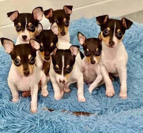 regalo  splendidi fox terrier cuccioli in adozione