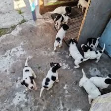 regalo fox terrier cuccioli