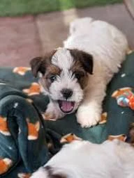 regalo  cuccioli fox terrier da regalare a persone responsabili