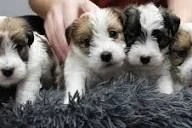 regalo  fox terrier cuccioli in cerca di una famiglia