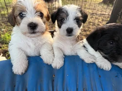regalo  teneri cuccioli fox terrier cercano casa amorevole