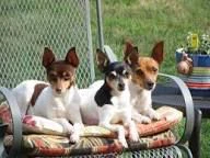 regalo cuccioli fox terrier: nuova vita, nuova famiglia