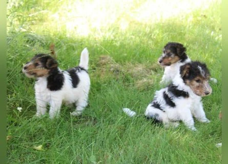  regalo cuccioli fox terrier – adozione seria