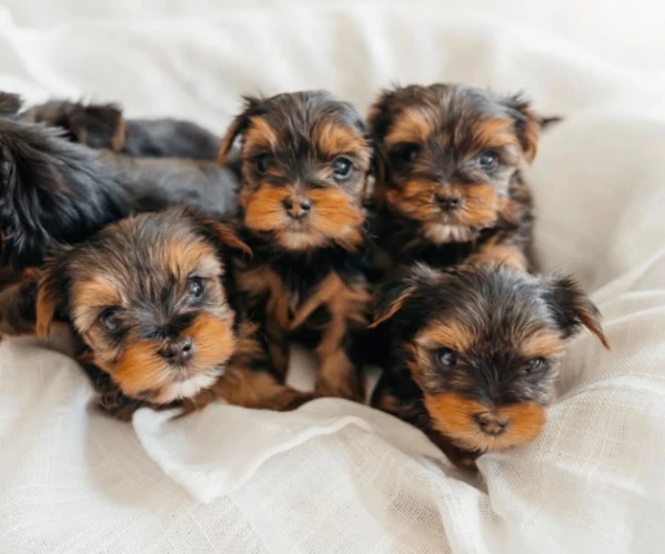 regalo yorkis  piccoli cuccioli in cerca della loro nuova famiglia