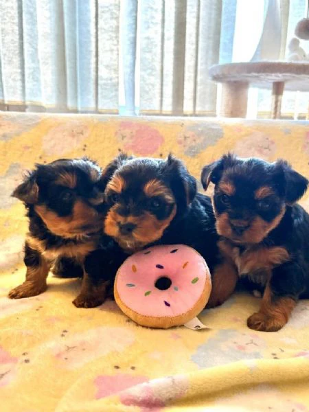 regalo yorkie  cuccioli affettuosi cercano casa